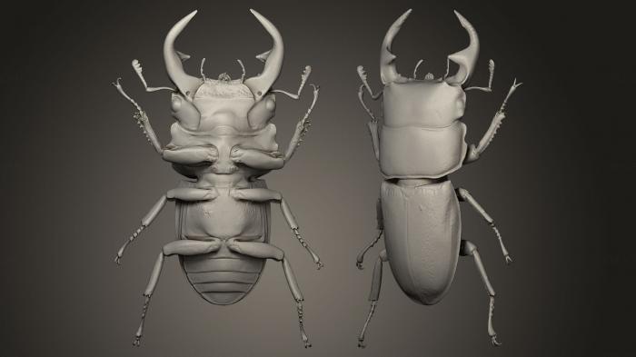 Insects (INSCT_0001) 3D model for CNC machine